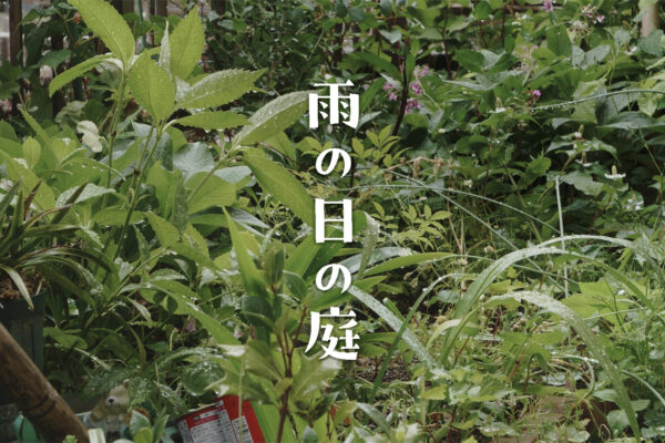 雨の日の庭