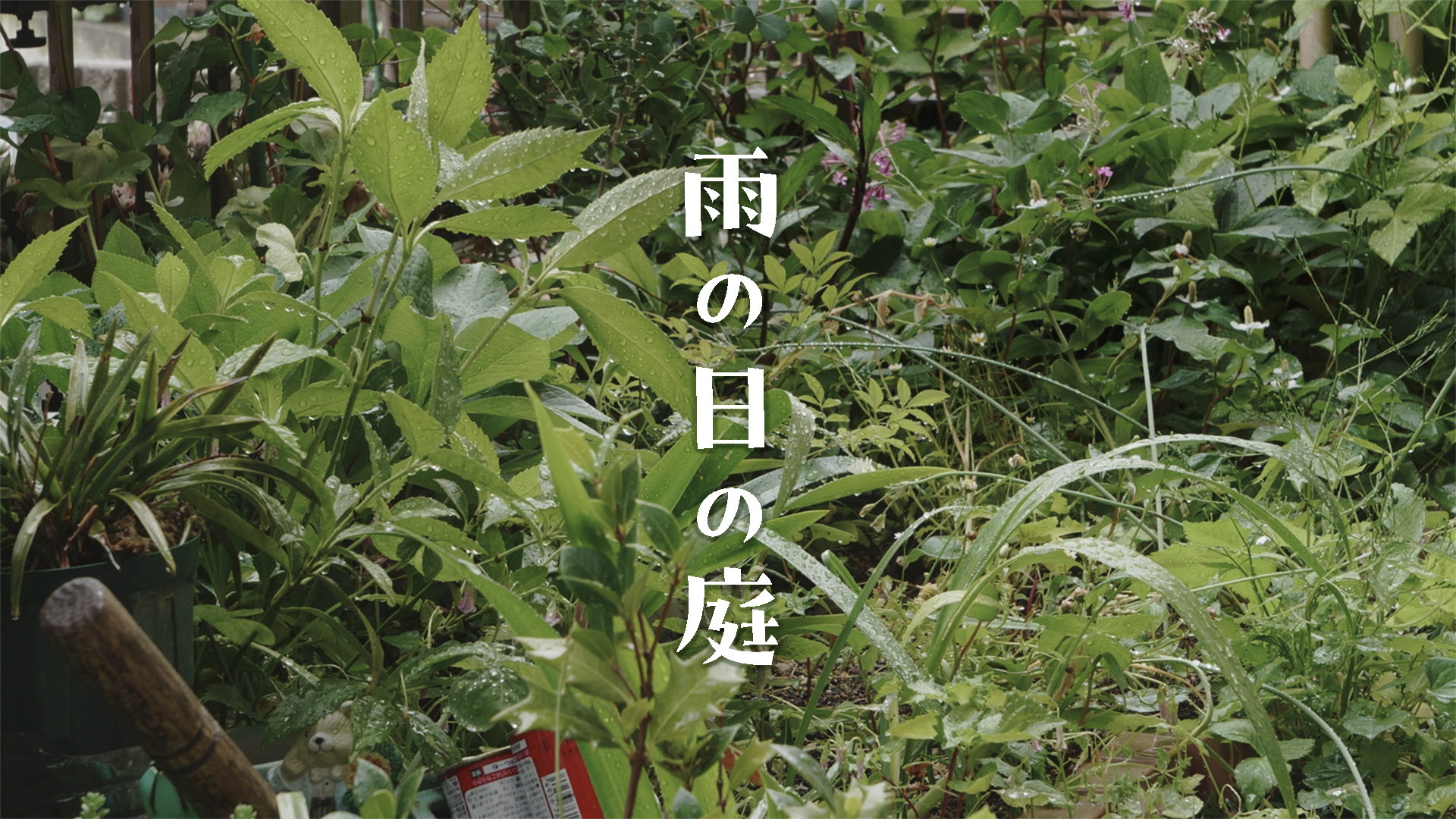 雨の日の庭